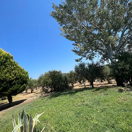 Olive House Near The Sea Charokopio